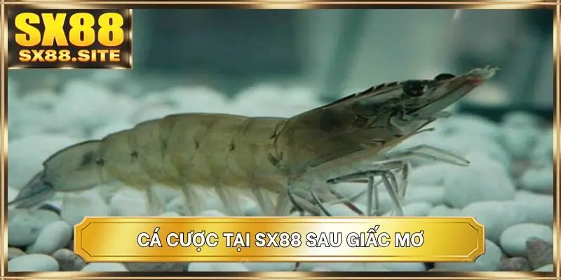 Cá cược tại SX88 sau giấc mơ