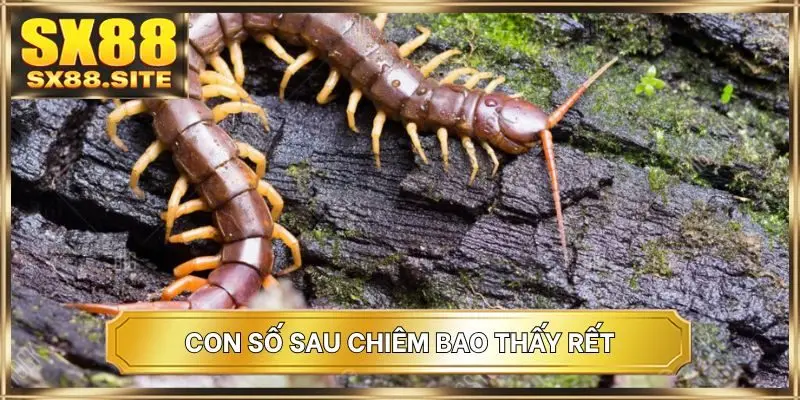 Con số sau chiêm bao thấy rết