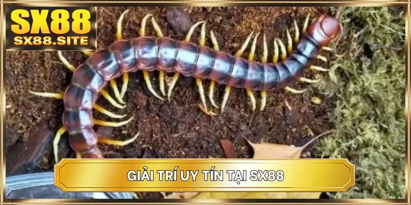 Giải trí uy tín tại SX88